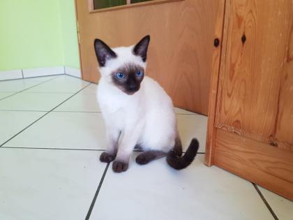 Siamkatze Thaikatze alte Art der Siam Kater Kitten blue point