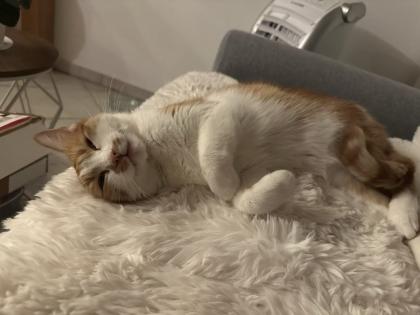 Maja wünscht sich ein liebevolles Zuhause
