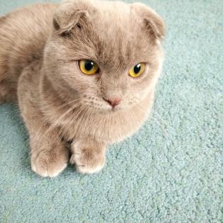 Kater Faltohr scottish fold