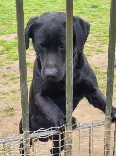 Labrador Welpen suchen dich