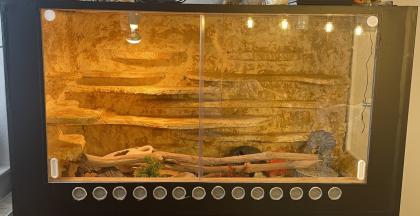 Leopardgecko Gruppe 8 Tiere mit Terrarium