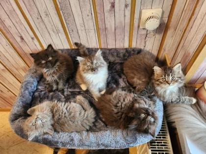 Maine Coon Perser Kitten