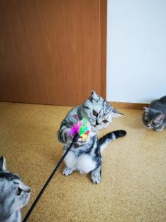 Reinrassige BKH Kitten suchen dich