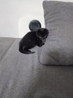 Britisch Kurzhaar Kitten