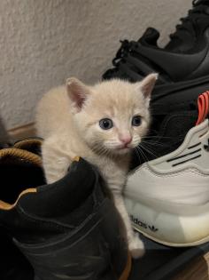 BKH-EKH Kater Kitten Kätzchen