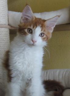 Wunderschöne Maine Coon Babys abzugeben