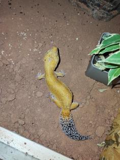 O. 2 Leopardgecko adult