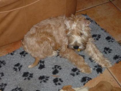Irish Soft Coated Wheaten Terrier - Welpen