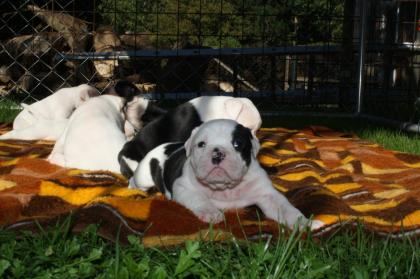 American Bulldog Welpen suchen Traumschloss