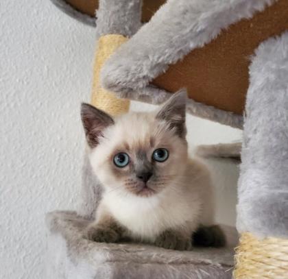 Reinrassige BKH blue point Kitten
