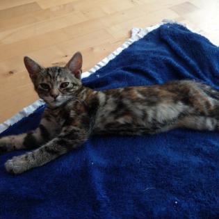 2 Katzenbabys 12 Wochen Weibchen und Junge