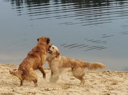 Deckrüde Golden-Retriever mit Erfahrung