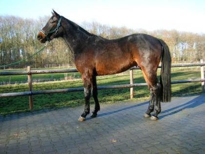 Maranello ein 3 jäh. brauner eleganter westfälischer Wallach Mon Cherie v. Matc