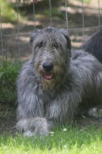Irish Wolfhoundwelpen VDH IWC