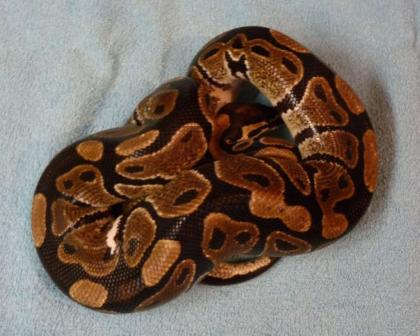 Python regius Königpython
