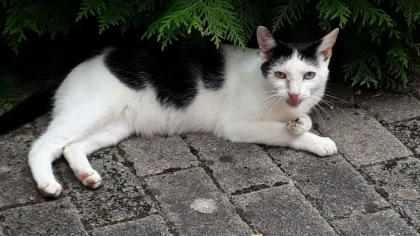 RONJA - europäische Kurzhaar - 4 Jahre - Tierhilfe-Franken e. V.