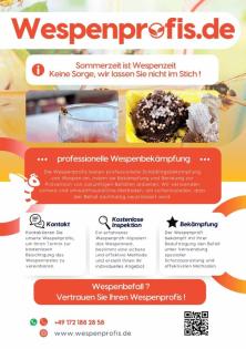 Wespen Wespennester Wespenbekämpfung