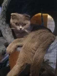 BKH Baby s Katzen ab 04. 07. 24 abholbereit