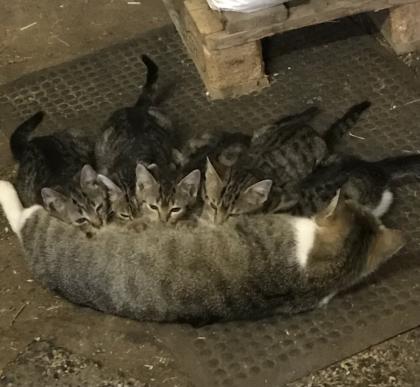 Katzenbabys 12 Wochen