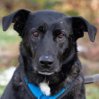 ONYX - Mix - 4 Jahre - Tierhilfe-Franken e. V.