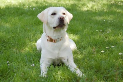 JUNA - Labrador Retriever reinrassig - 1 Jahr - Tierhilfe-Franken e. V.