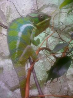 Furcifer Pardalis Diego Suarez 150 Euro