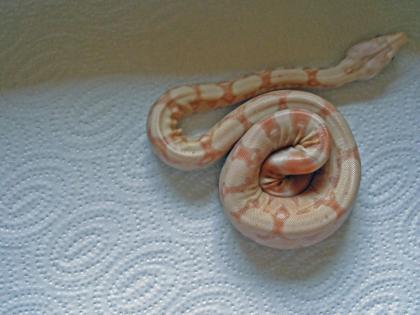 Albino Boa Nachzucht 5/07