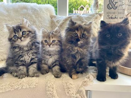 Perser Kitten Kätzchen geimpft abgabebereit