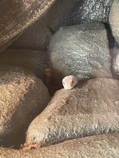 Albino Kornnatter Terrarium sowie Unterschrank und Zubehör