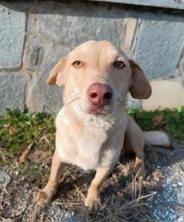 Nelli sucht ein passendes Zuhause