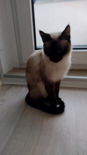 Deck kater gesucht