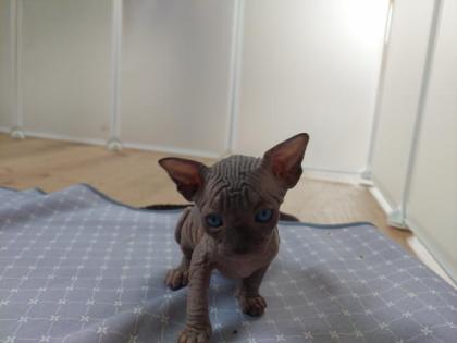 Süße can. Sphynx Babys
