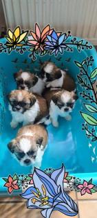 Shih Tzu Welpen