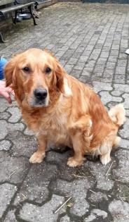 Deckrüde Golden-Retriever mit Erfahrung