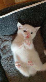 Batzenbaby BKH Kitten weiß