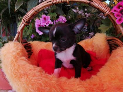 Süße Chihuahua-Welpen