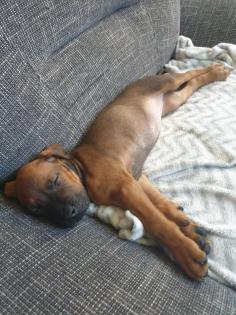 Malinois X Ridgeback