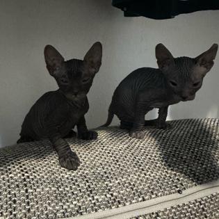 Don- Canadian Sphynx/ Sphinx Kitten