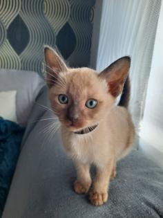 Tonkanese Kitten -650 00 Euro VB