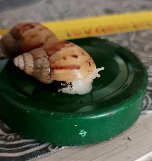 Fulica White Jade Achatschnecken Afrikanische Riesenschnecken