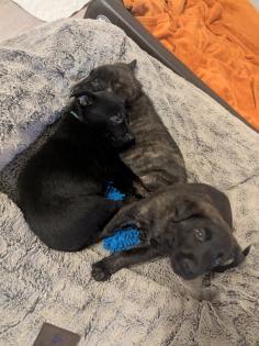 Holländischer Schäferhund x Malinois Welpen