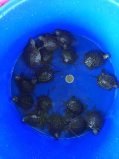 Europäische Sumpfschildkröten abzugeben