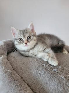 Bkh Kätzchen Jungen Black Silver Tabby Whiskas Bärchen