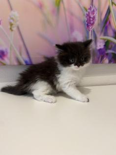 Edelmix Kätzchen Ragdoll Angora