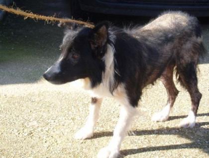 Linda weil sie an Räude litt sollte die Border Collie Mix-Dame eingeschläfer