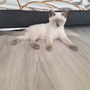 Verschmuster BKH Colorpoint Kater letzter aus Wurf abgabebereit