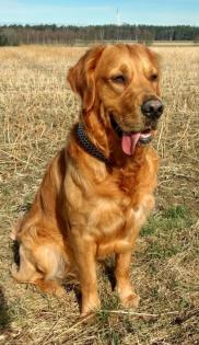 Deckrüde Golden-Retriever mit Erfahrung