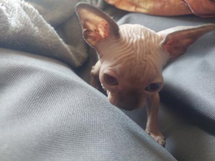 Zwei kleine süsse canadian sphynx kitten mit Tasthaaren suchen noch ein liebevolles zu Hause.