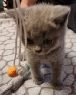 Britisch Kurzhaar Kitten
