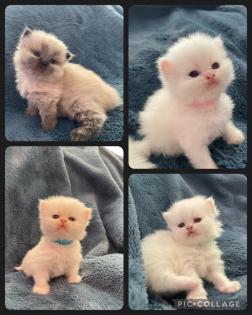 Perserkitten mit Nase